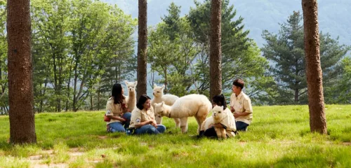 Alpaca World + île de Nami + excursion d'une journée en vélo sur rail