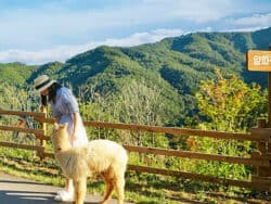 Nami Island + Alpaca World (+ Gangchon Rail Bike/Petite France) Tur 1 Hari dari Seoul