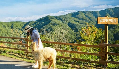 Nami Island + Alpaca World (+ Gangchon Rail Bike/Petite France) Tur 1 Hari dari Seoul