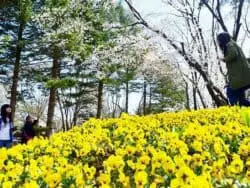 Nami Island + Garden of Morning Calm / Petite France 1 Day Tour