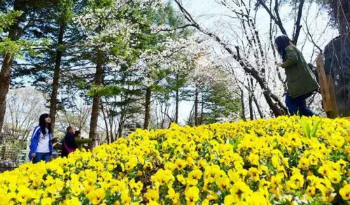 Nami Island + Garden of Morning Calm / Petite France 1 Araw na Paglilibot