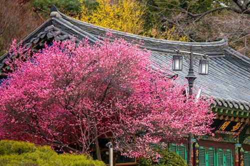 cherry blossom bongeunsa temple
