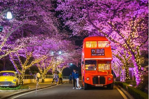 รถบัส E-World Cherry Blossom Festival