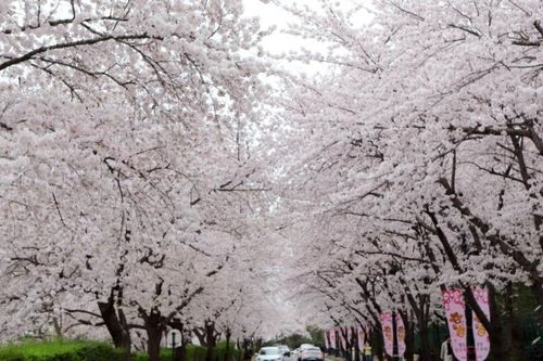 Festival Bunga Sakura Dunia-E