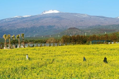 Jeju Hueree Canola Flower Festival