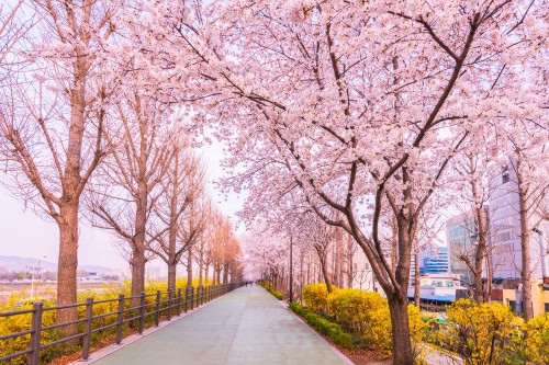 Compare Cherry Blossom Day Tour in/near Seoul - IVisitKorea