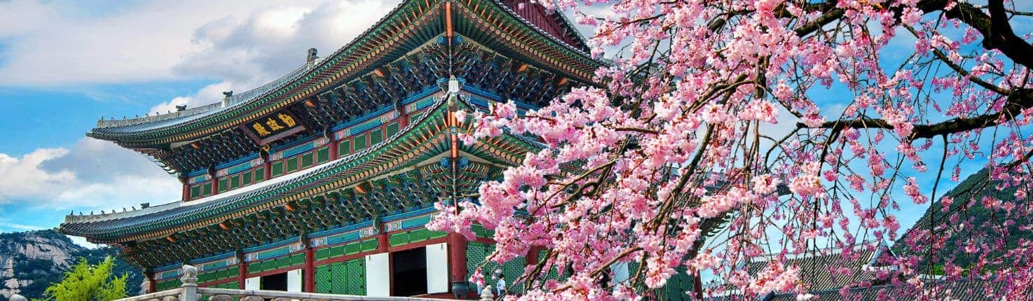 bunga sakura Korea