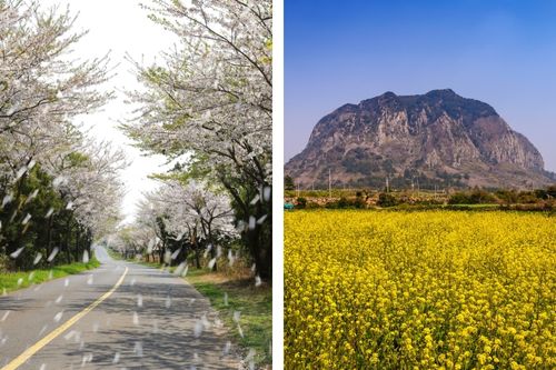 Visite des fleurs de cerisier et de canola de l'île de Jeju