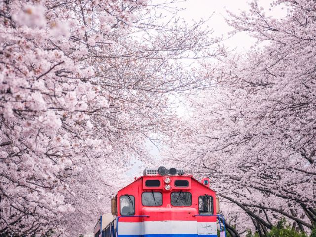 Jinhae Cehrry Blossom Festival