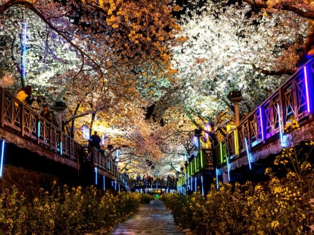 Jinhae Cehrry Blossom ในตอนกลางคืน