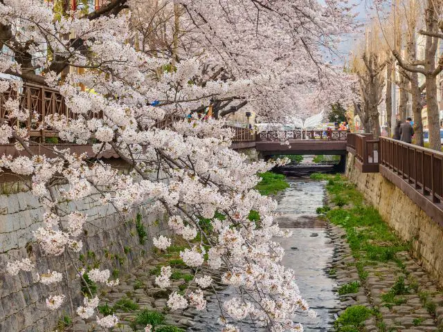 Jinhae Cehrry Blossom in Yeojwacheon Stream