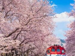 ทัวร์ Jinhae Cherry Blossom 1 วันจากโซลหรือปูซาน