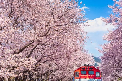 Tur 1 Hari Bunga Sakura Jinhae dari Seoul atau Busan