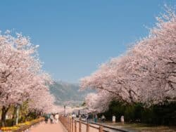 Tur 1 Hari Bunga Sakura Jinhae dari Seoul:Busan.