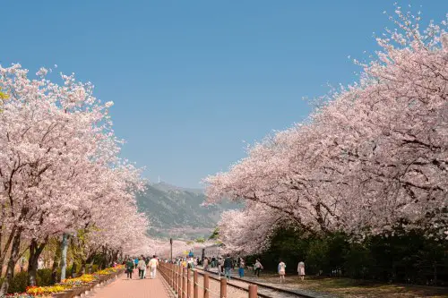 ソウル発鎮海桜1日ツアー：釜山。