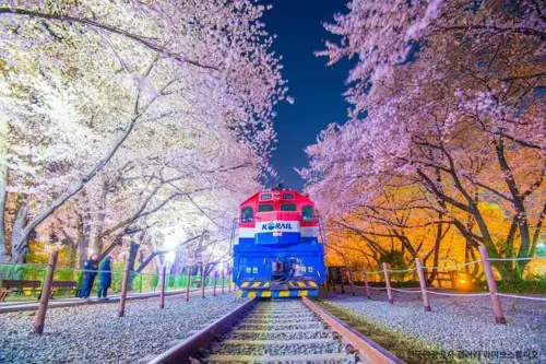 Festival Bunga Sakura Jinhae