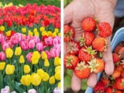 Taean Flower Festivals Trip with Strawberry Picking Experience from Seoul