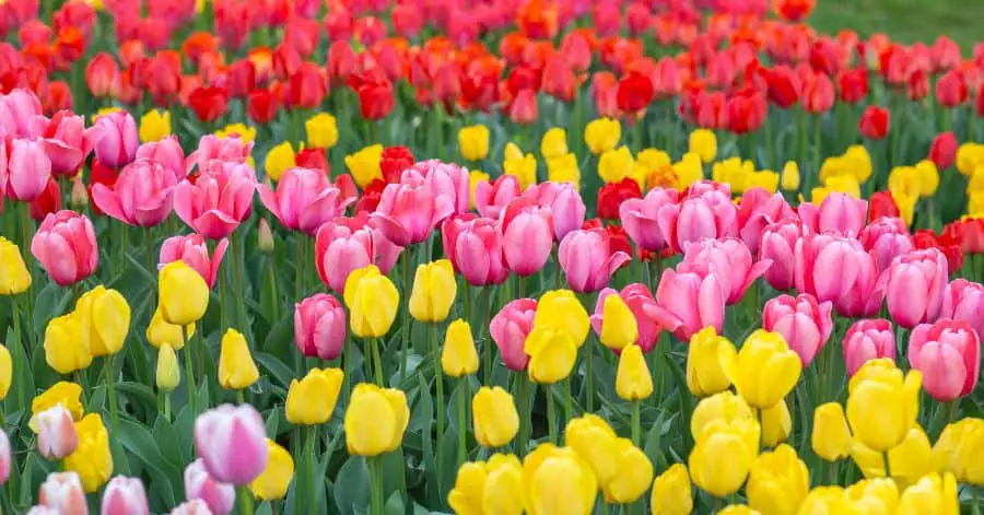 Taean Tulip Festival