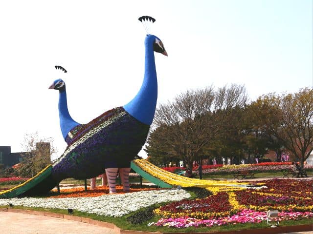 Taean Tulip Festival Flower Peacock