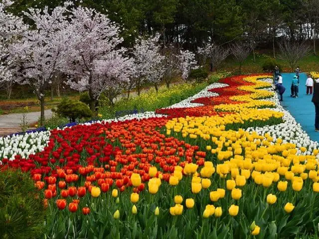 Taean Tulip Festival Walkway