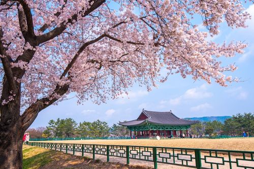 Cherry Blossom in Gyeongju