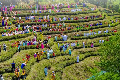 Boseong Green Tea Festival