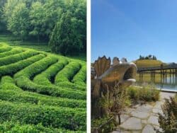Tour della piantagione di tè di Boseong e del giardino nazionale di Suncheon