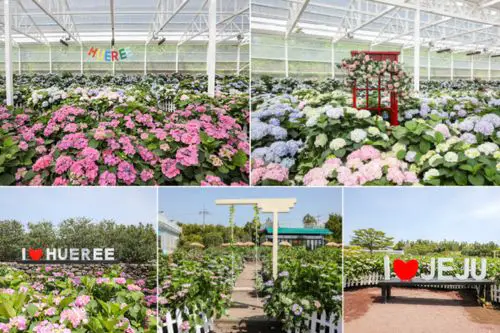 Hueree Natural Park Hydrangea Festival Gallery