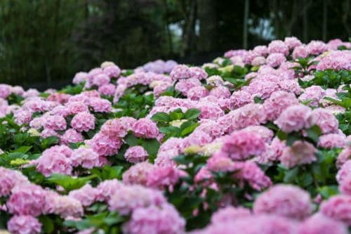 Jeju Hueree Natural Park Hydrangea Festival