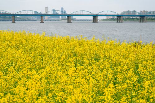 Han River Seorae Island Canola Flower Festival with a backdrop of Banpo Bridge