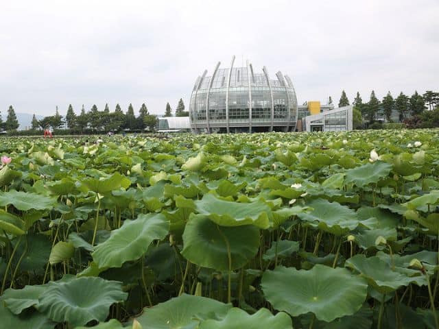 Muan Lotus Festival