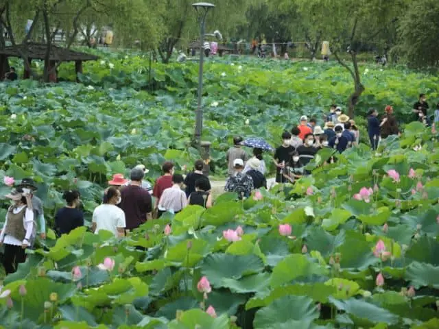 People at Buyeo Seodong Lotus Festival