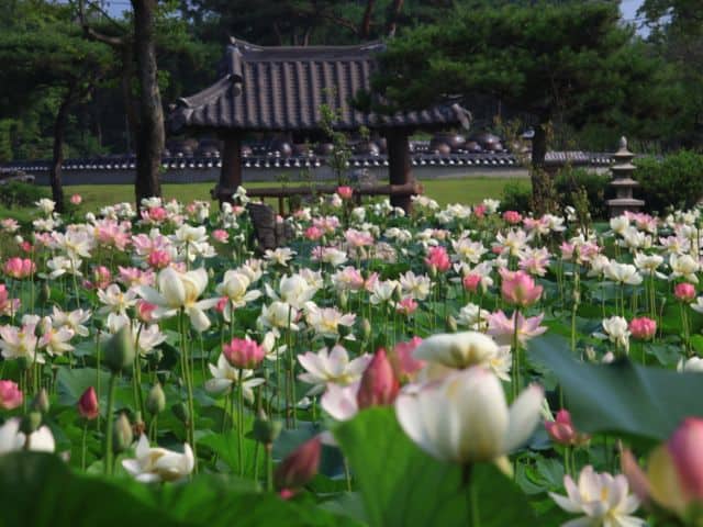 Semiwon Lotus Flower Festival
