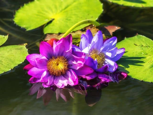 Semiwon Lotus Flower