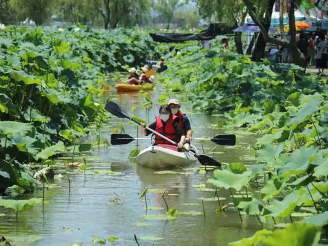 Yeonji Canoe Exploration in Buyeo Seodong Lotus Festival
