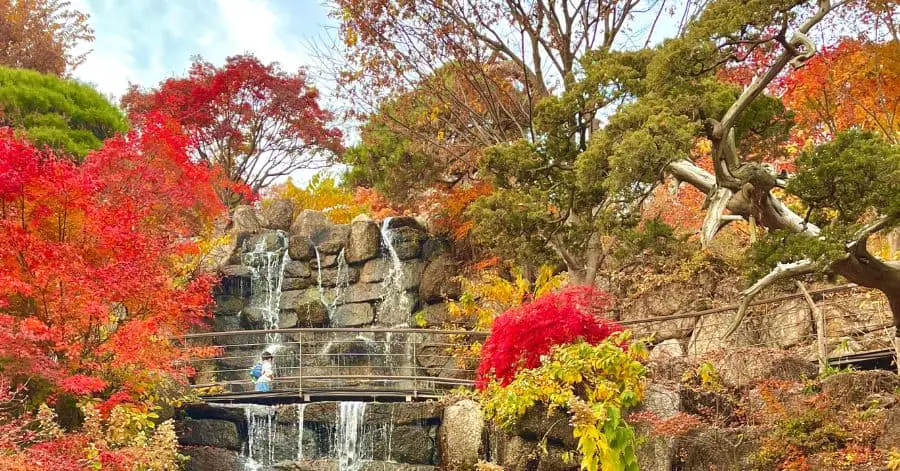 韓国の秋のファダムの森