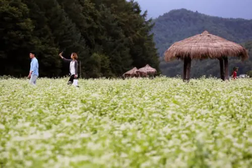 Pyeongchang-Hyoseok-Cultural-Festival