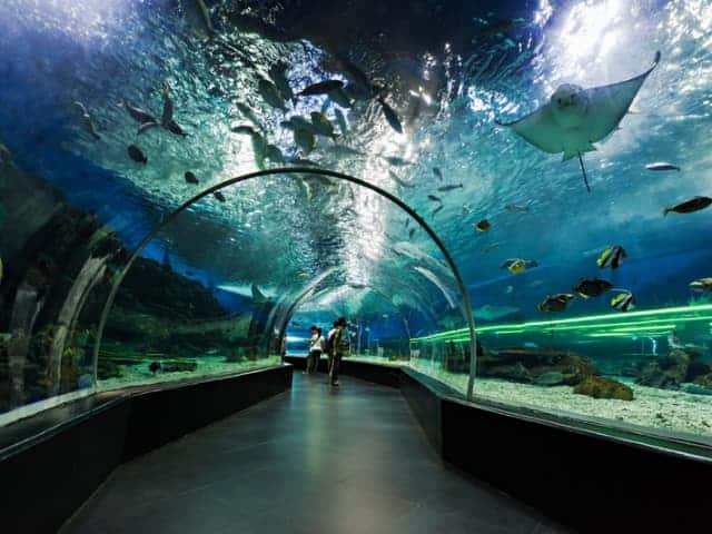 A picture of a tunnel in Sea Life Busan Aquarium in Busan, South Korea.