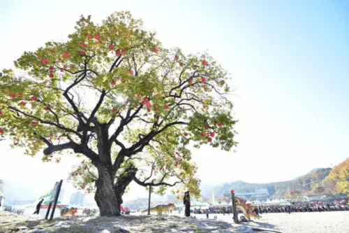 Cheongsong Apple Festival