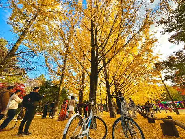 Ginkgo Tree Lane sur l'île de Nami