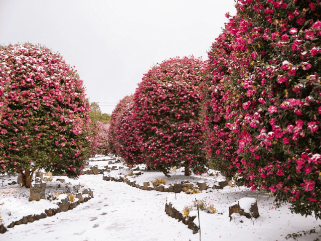 สวนรุกขชาติ Jeju Camellia