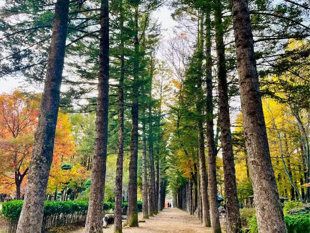 Metasequoia Lane in Nami Island