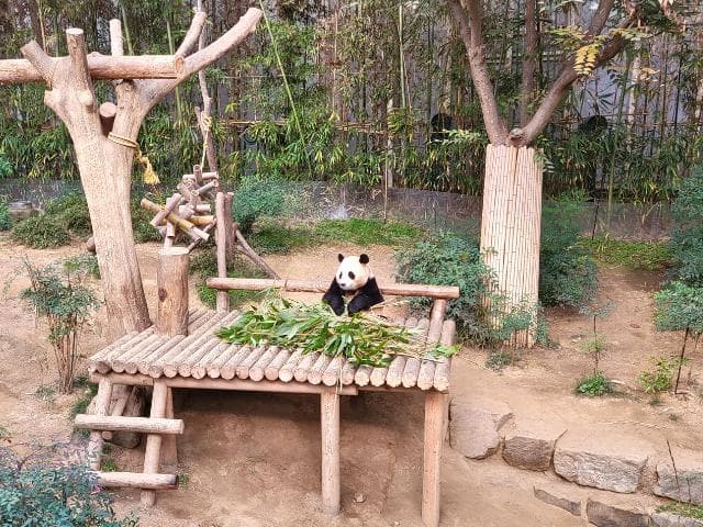 Panda World (2) nel parco tematico Everland