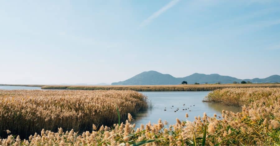 suncheon wetland korea