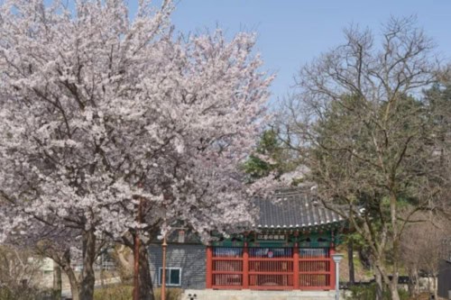 Ganghwa Cherry Blossom & Experience Day Tour