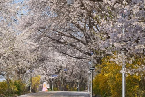 Ganghwa Cherry Blossom & Experience Day Tour