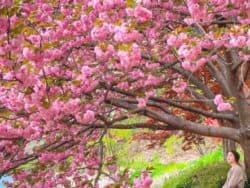 ソウル発、桜の花咲く水原華城ツアー