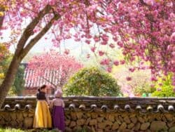 Visites des fleurs de cerisier au départ de Busan