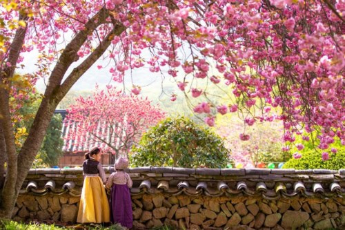 Cherry Blossom Tours from Busan