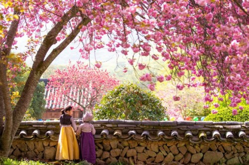 Tur Bunga Sakura dari Busan